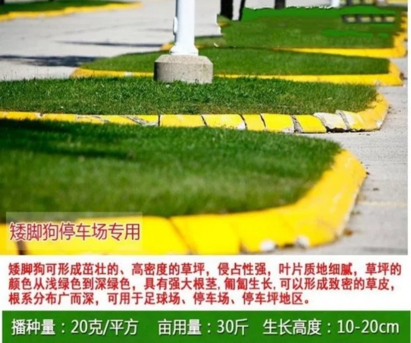 草坪种子