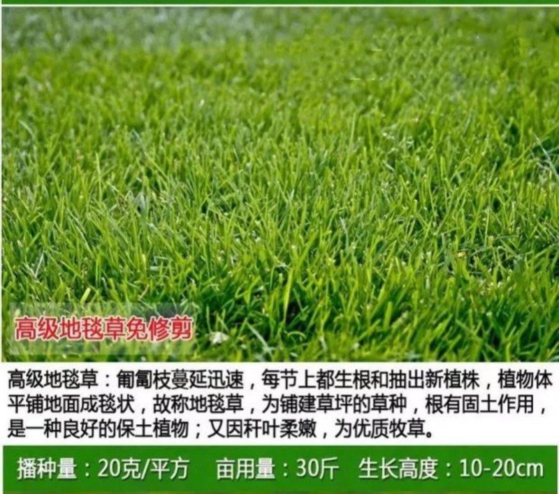 草坪种子
