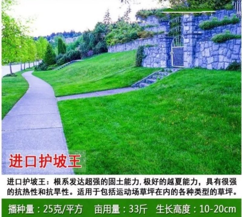 草坪种子