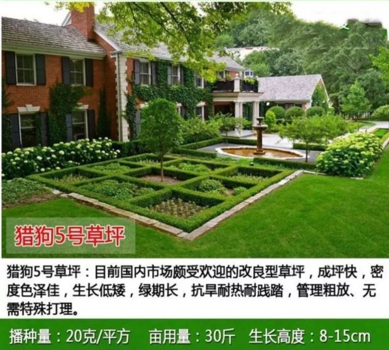 草坪种子