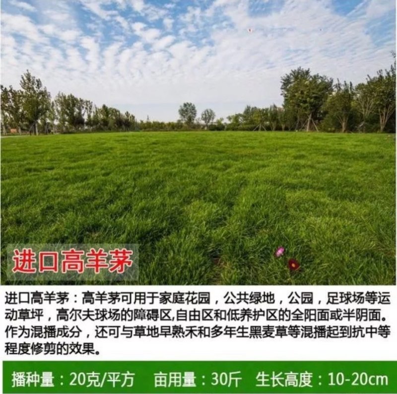 草坪种子