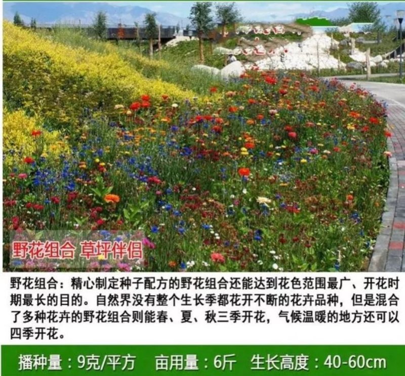 草坪种子