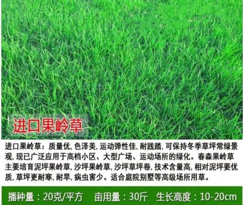 草坪种子