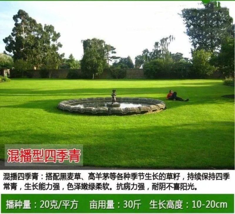 草坪种子