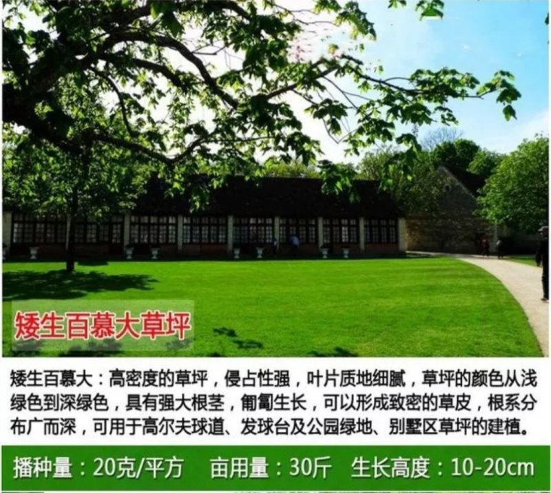 草坪种子