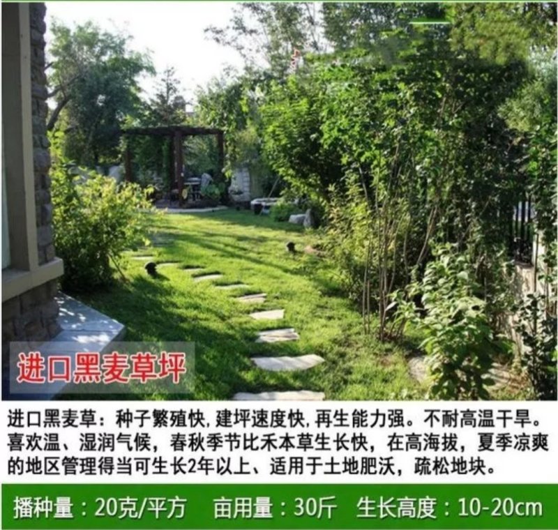 草坪种子