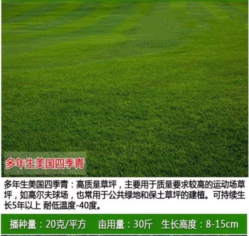 草坪种子