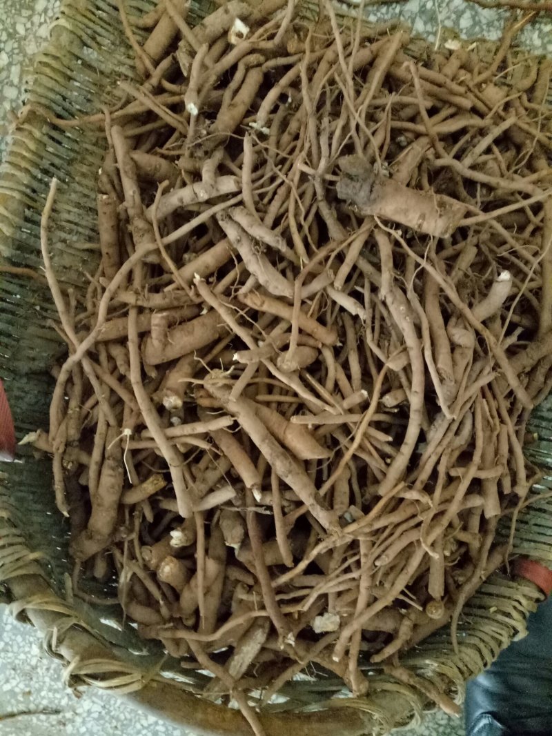重庆垫江牡丹皮刮丹药用欢迎各位老板提前预定订单