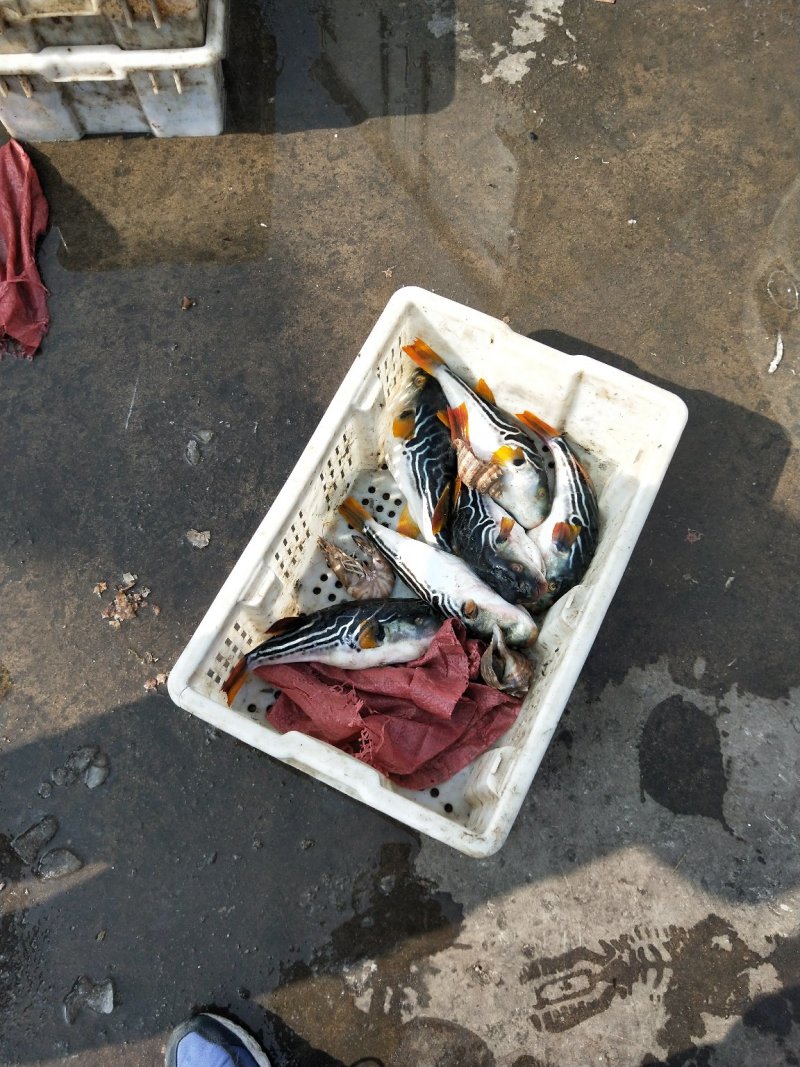 冰鲜，冻品