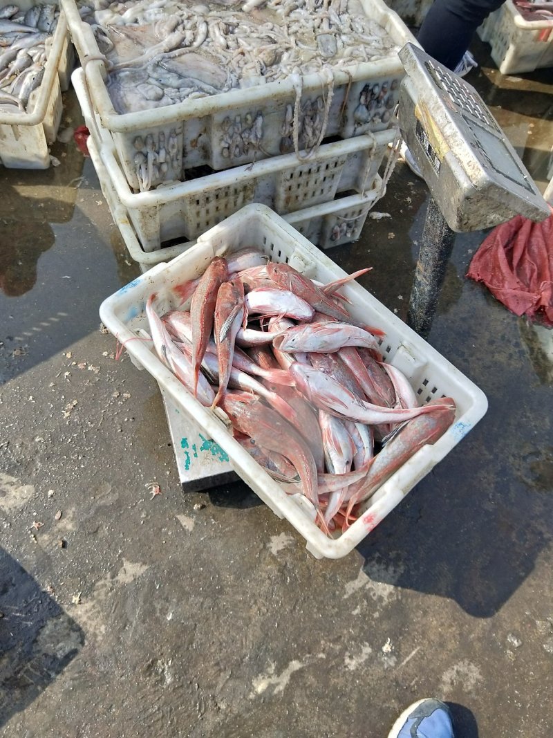 冰鲜，冻品