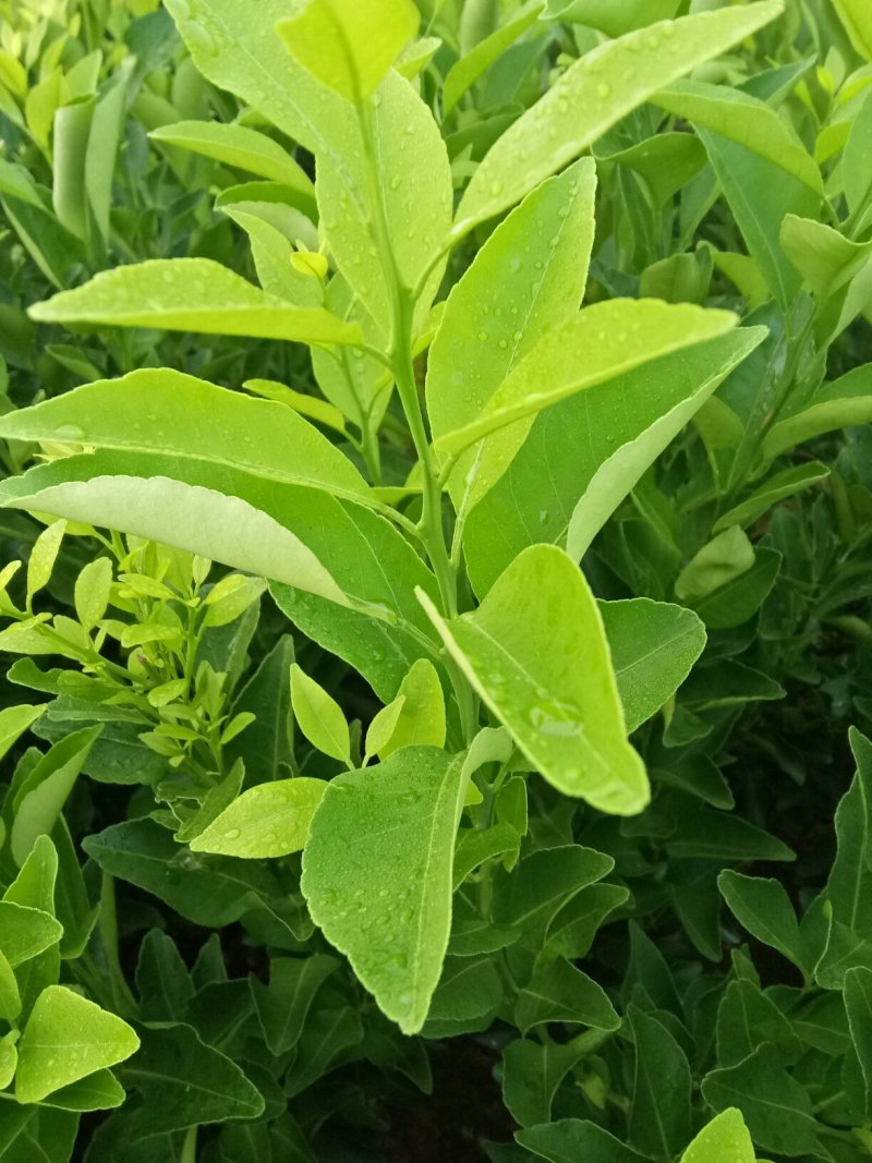 沙糖柑苗:苗场直供，可以视频看苗下单