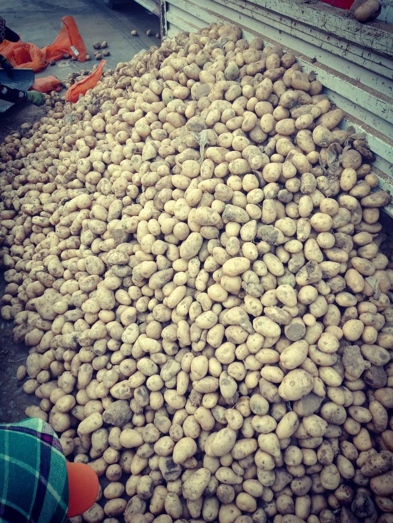 小土豆:纯度高，亩产高，适应范围广，免费种植技术指导。