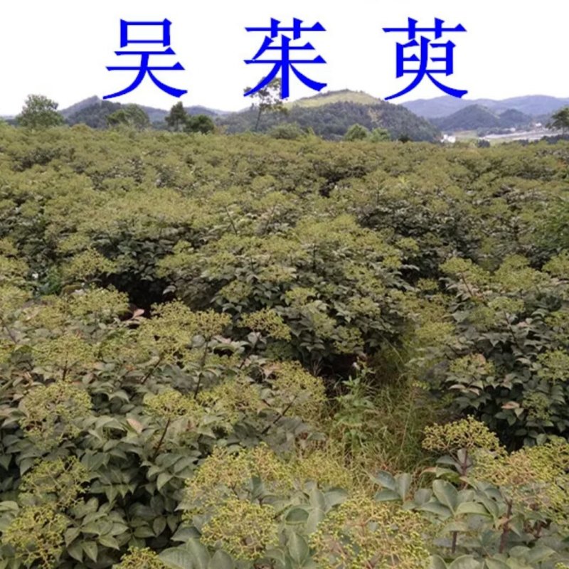 吴茱萸
