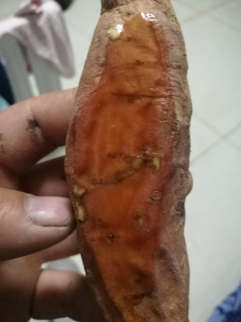 烟薯25,