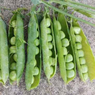 豌豆，长寿仁，甜脆豌