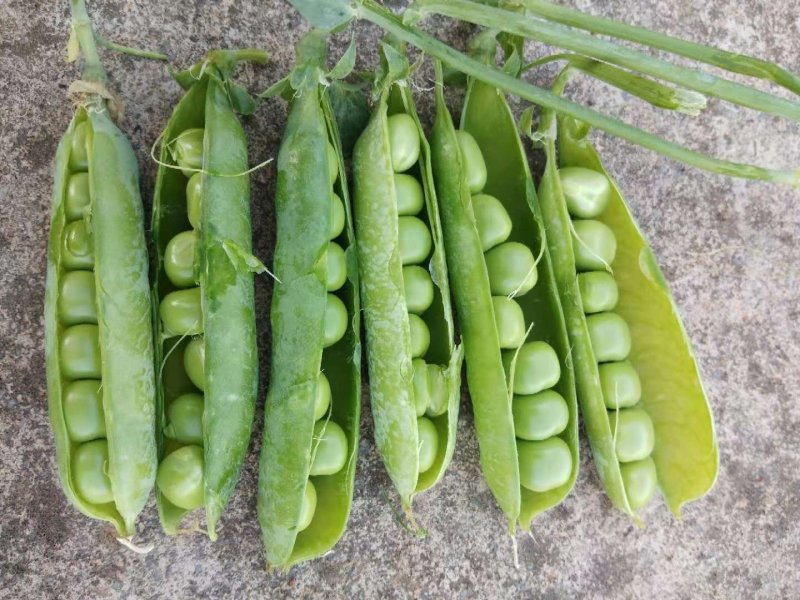 豌豆，长寿仁，甜脆豌
