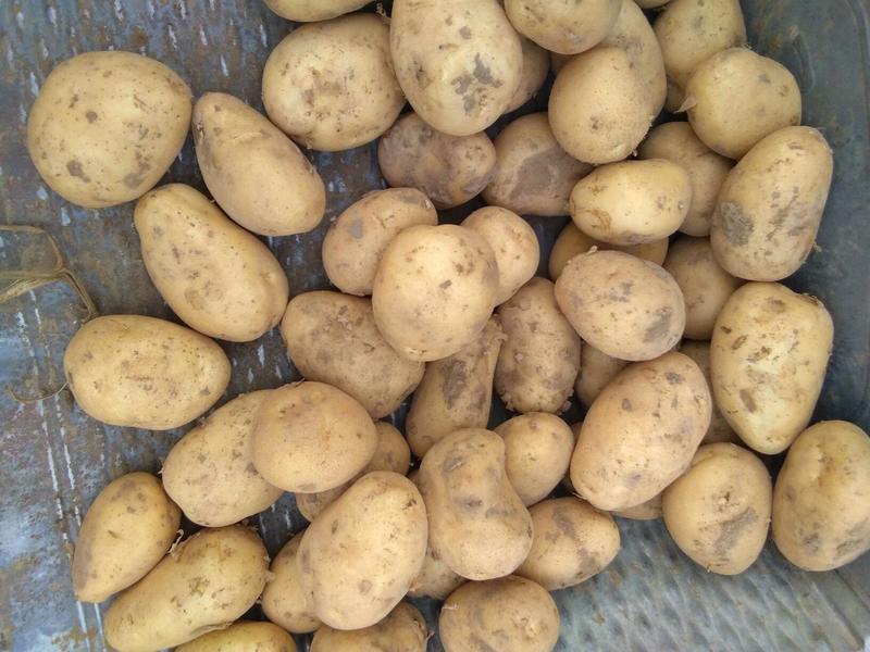 土豆种子：亩产高适应范围广，黄心和白心品种齐全。