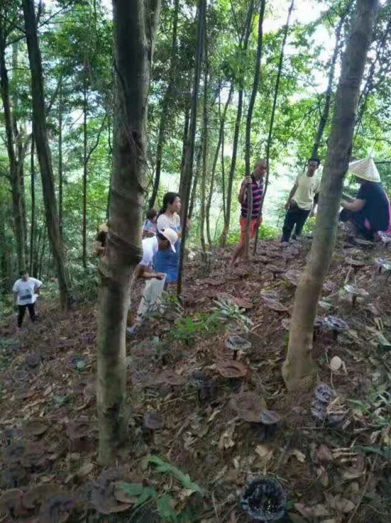 世界长寿市南乡腊鸭