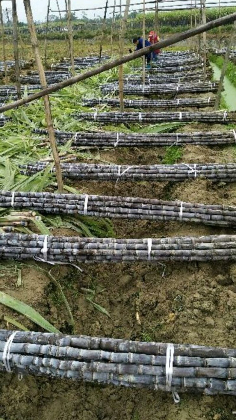 黑皮甘蔗，城信为本，产地直销，提供回车，