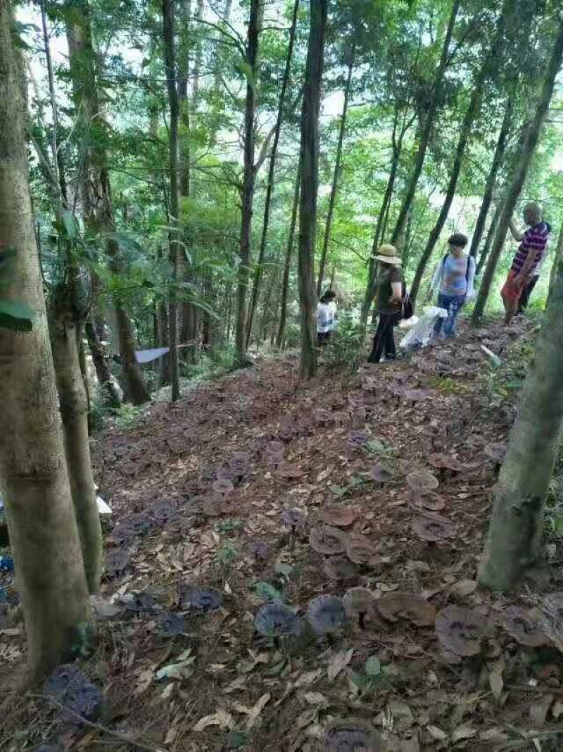 禽畜初加工品