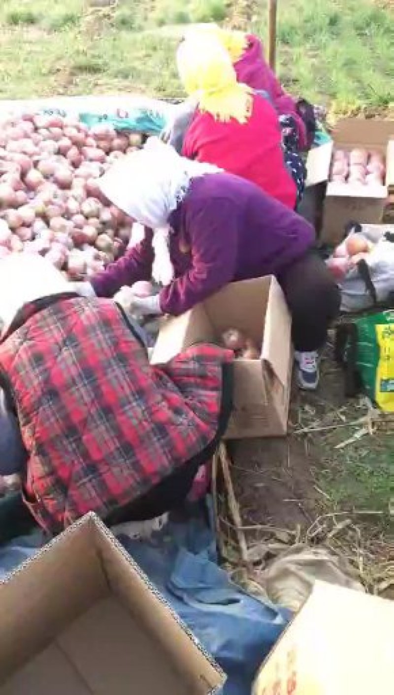 山东潍坊富士苹果：80起步，食宿免费，大量供应