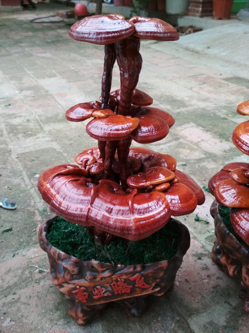 【精品】灵芝盆景，产地直发可视频看货自产自销批发零售