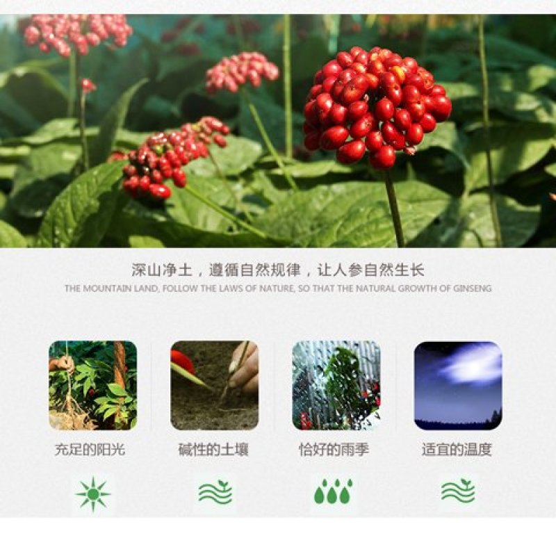 人参一斤12头到15头鲜参