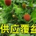 华东浙江掌叶覆盆子苗甜茶苗七叉红树梅树莓苗