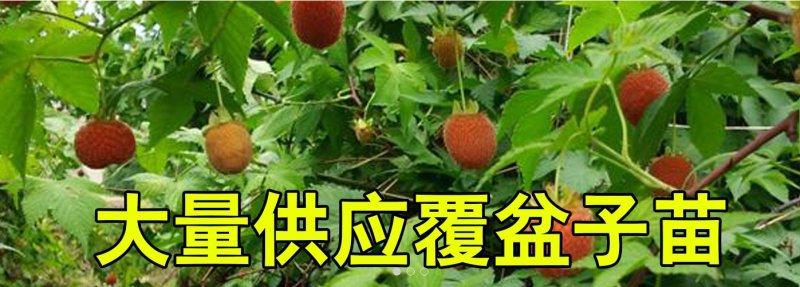 华东浙江掌叶覆盆子苗甜茶苗七叉红树梅树莓苗