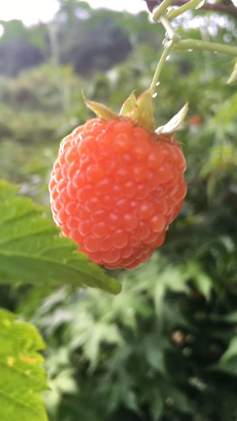 华东浙江掌叶覆盆子苗甜茶苗七叉红树梅树莓苗
