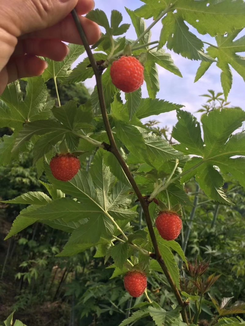 华东浙江掌叶覆盆子苗甜茶苗七叉红树梅树莓苗