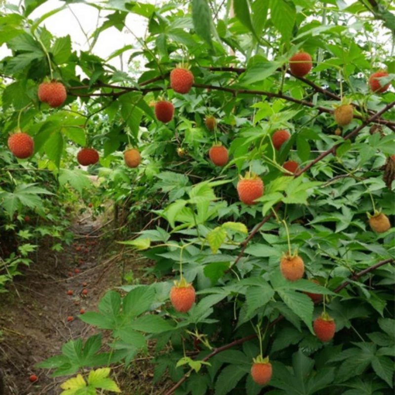 华东浙江掌叶覆盆子苗甜茶苗七叉红树梅树莓苗