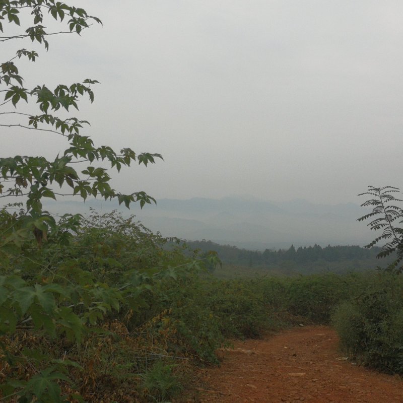 华东浙江掌叶覆盆子苗甜茶苗七叉红树梅树莓苗