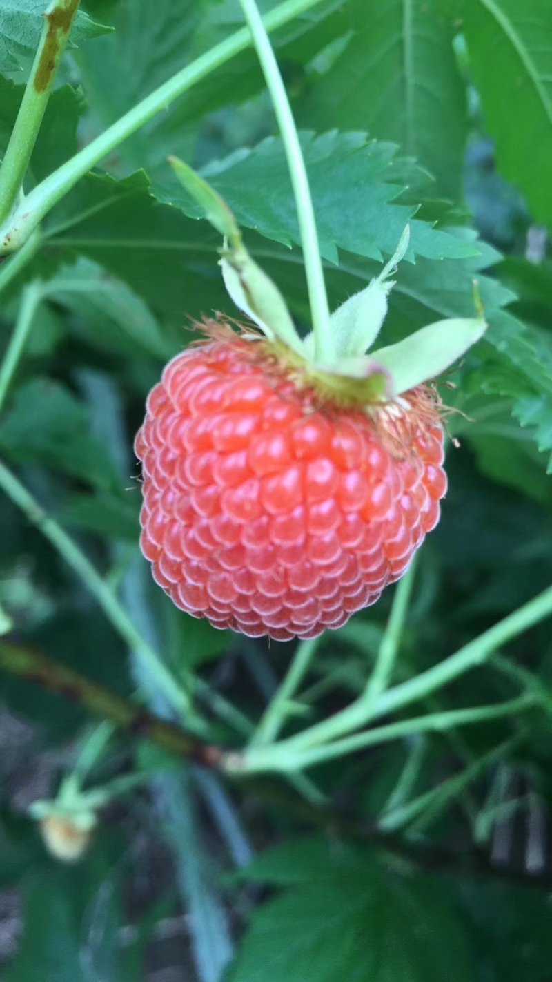 华东浙江掌叶覆盆子苗甜茶苗七叉红树梅树莓苗
