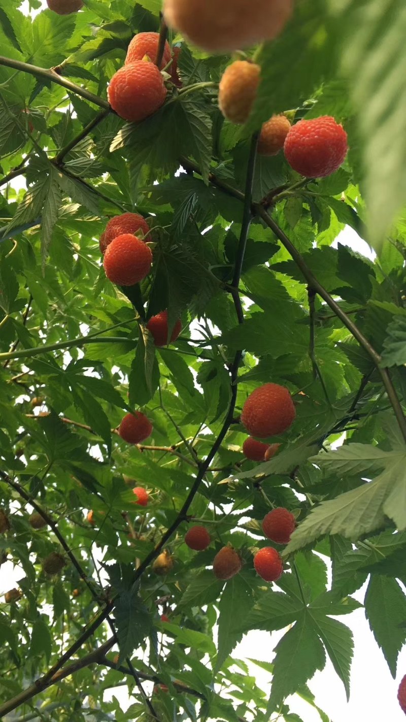 华东浙江掌叶覆盆子苗甜茶苗七叉红树梅树莓苗