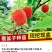 华东浙江掌叶覆盆子苗甜茶苗七叉红树梅树莓苗