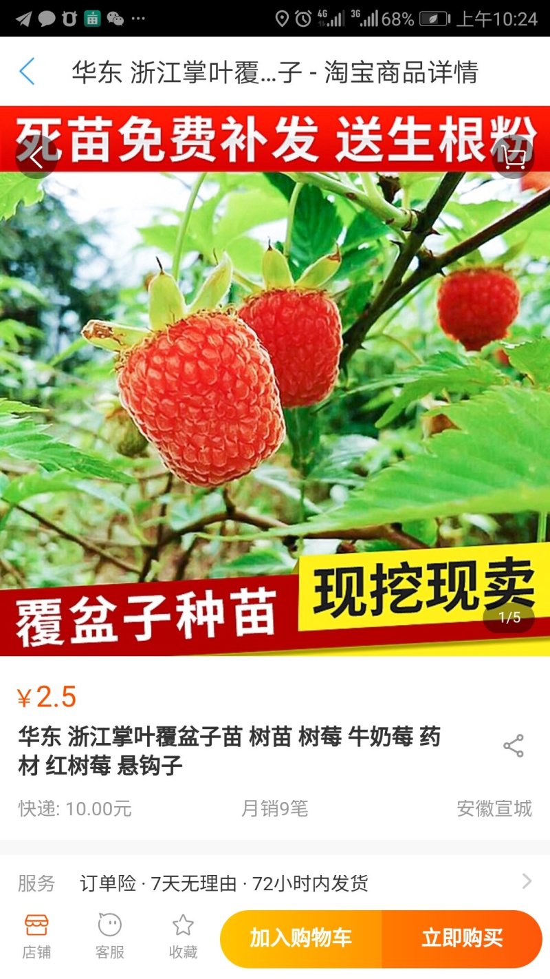 华东浙江掌叶覆盆子苗甜茶苗七叉红树梅树莓苗