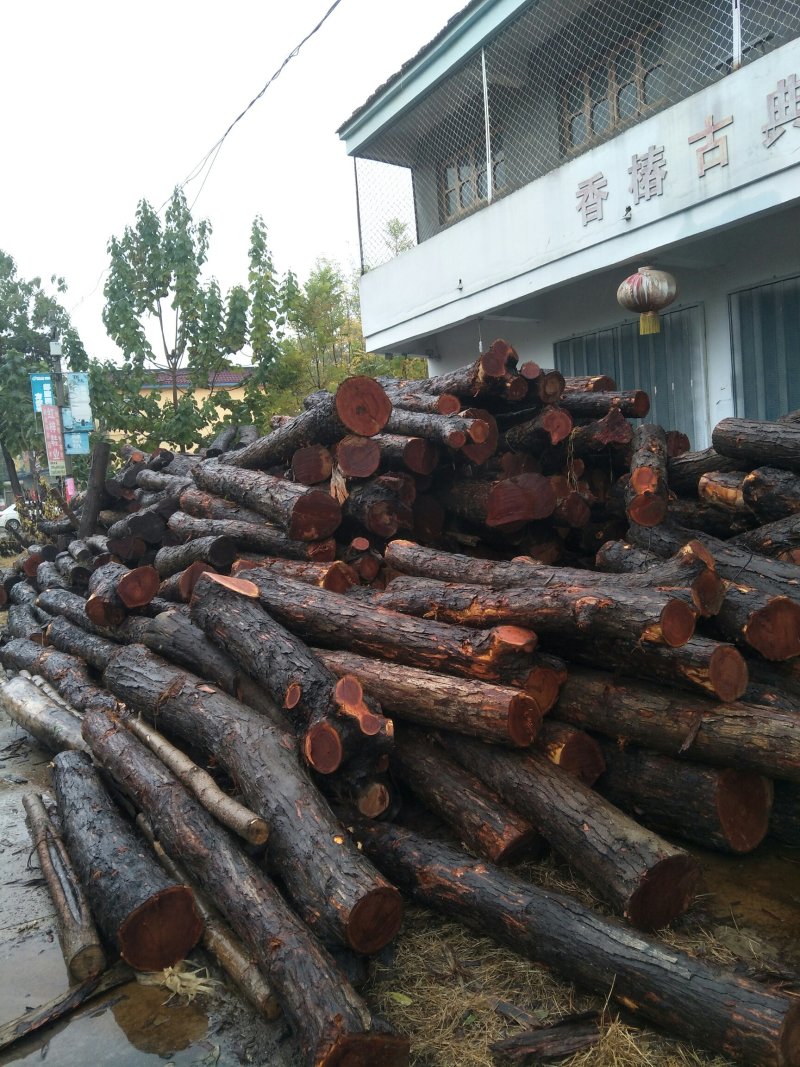 香椿木