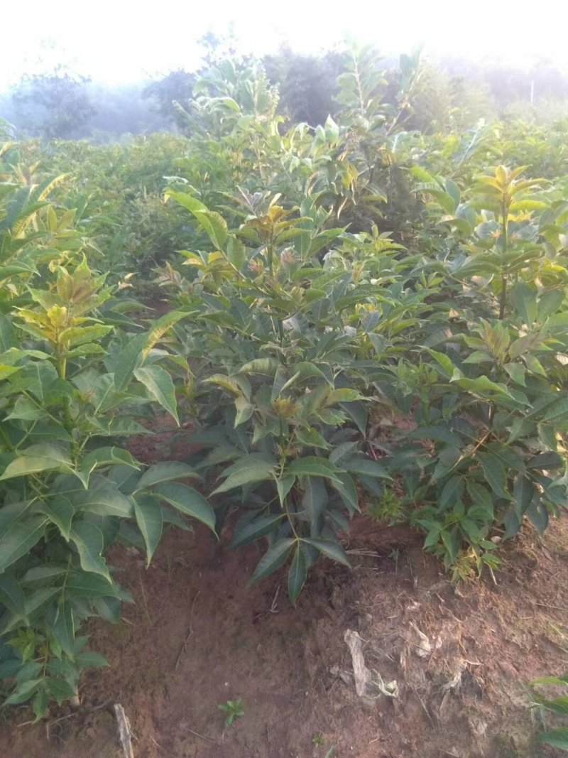 正宗中花江西吴茱萸树苗广西茶辣种苗漆辣产地直销