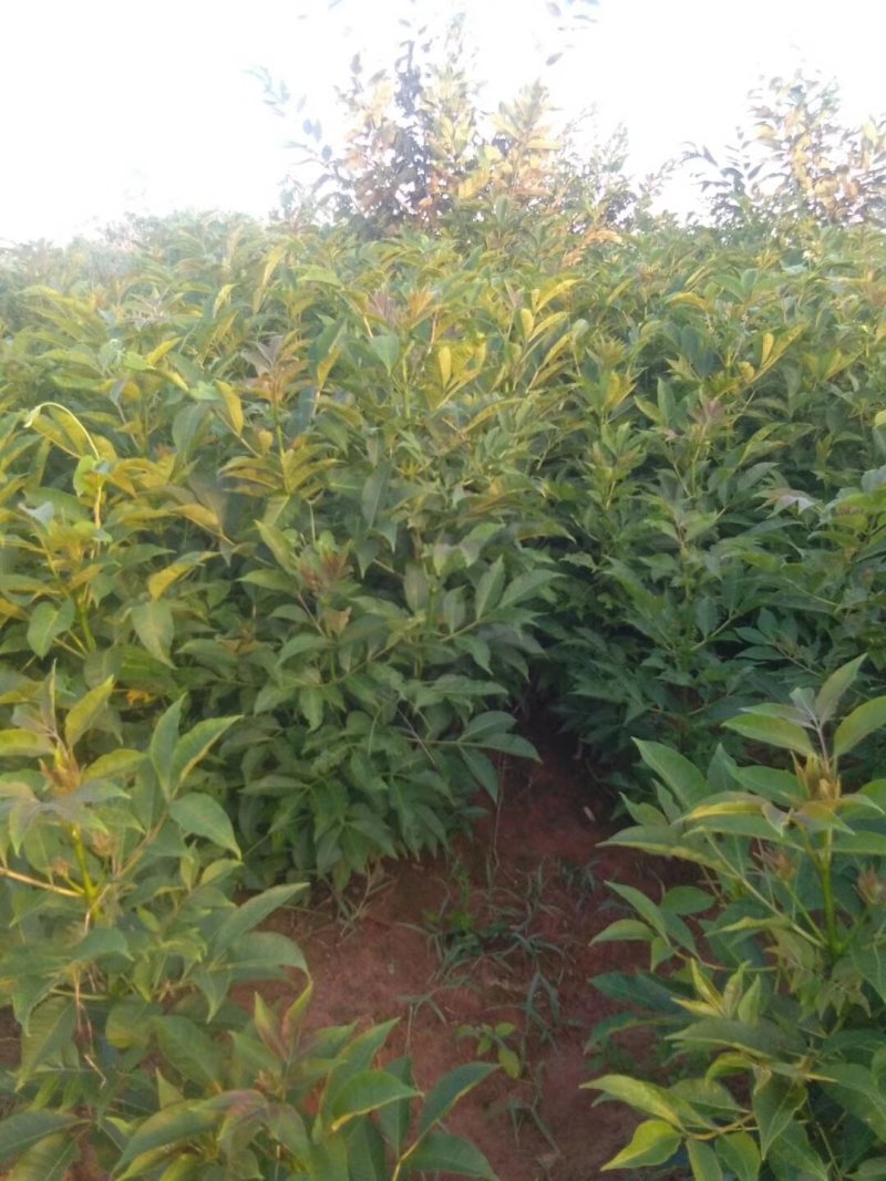正宗中花江西吴茱萸树苗广西茶辣种苗漆辣产地直销