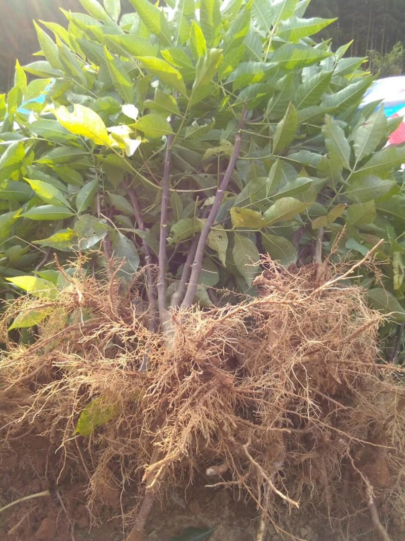 正宗中花江西吴茱萸树苗广西茶辣种苗漆辣产地直销