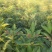 正宗中花江西吴茱萸树苗广西茶辣种苗漆辣产地直销