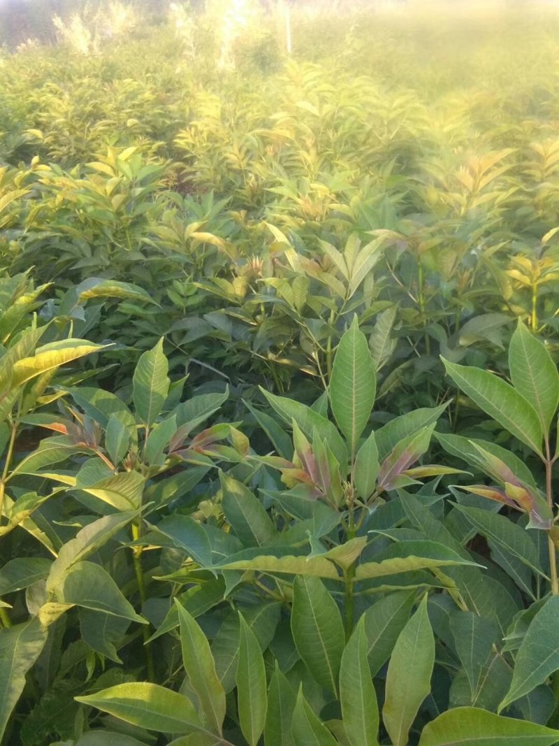 正宗中花江西吴茱萸树苗广西茶辣种苗漆辣产地直销