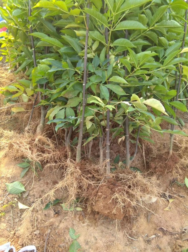 正宗中花江西吴茱萸树苗广西茶辣种苗漆辣产地直销