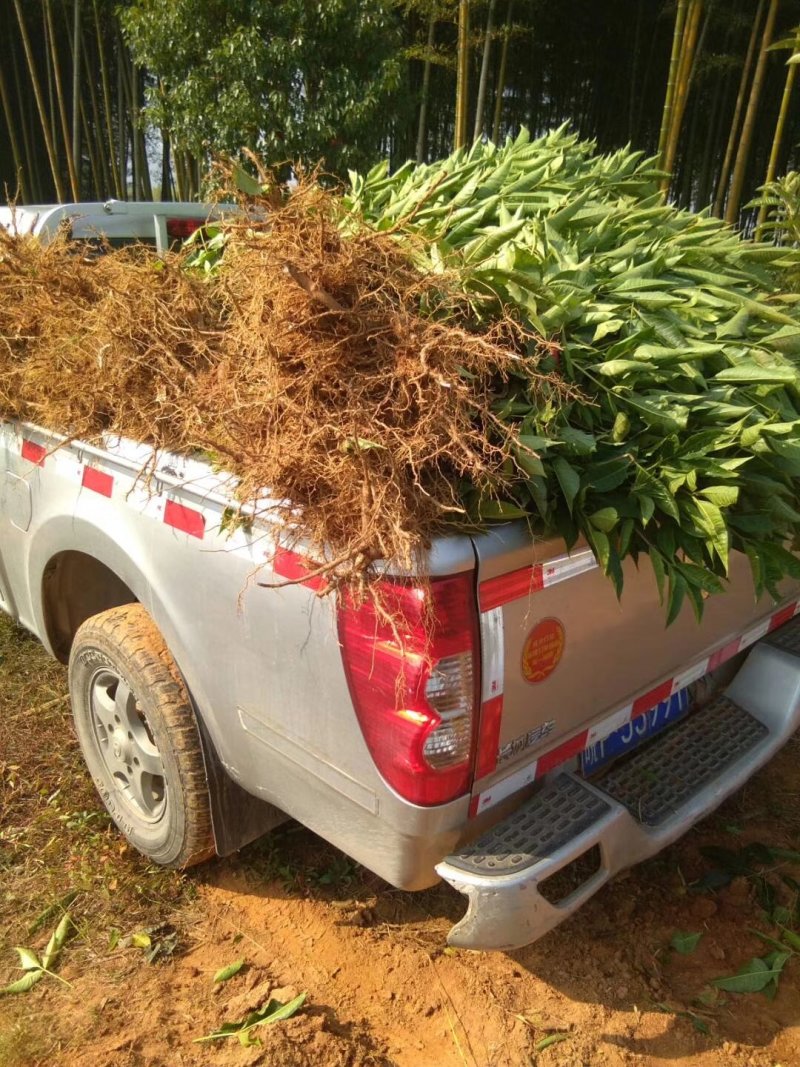 正宗中花江西吴茱萸树苗广西茶辣种苗漆辣产地直销