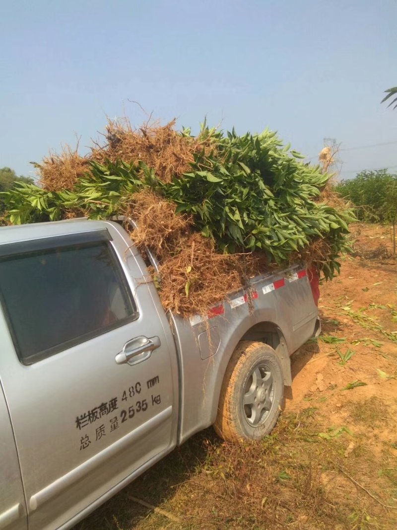 正宗中花江西吴茱萸树苗广西茶辣种苗漆辣产地直销