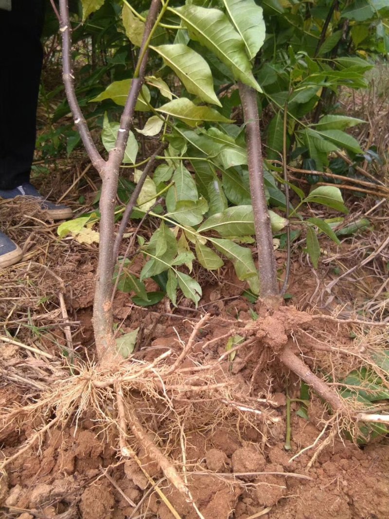 正宗中花江西吴茱萸树苗广西茶辣种苗漆辣产地直销