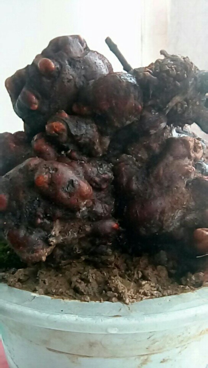 纯野生何首乌盆栽