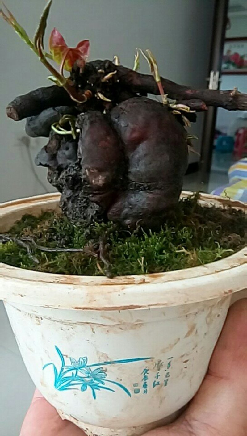 纯野生何首乌盆栽