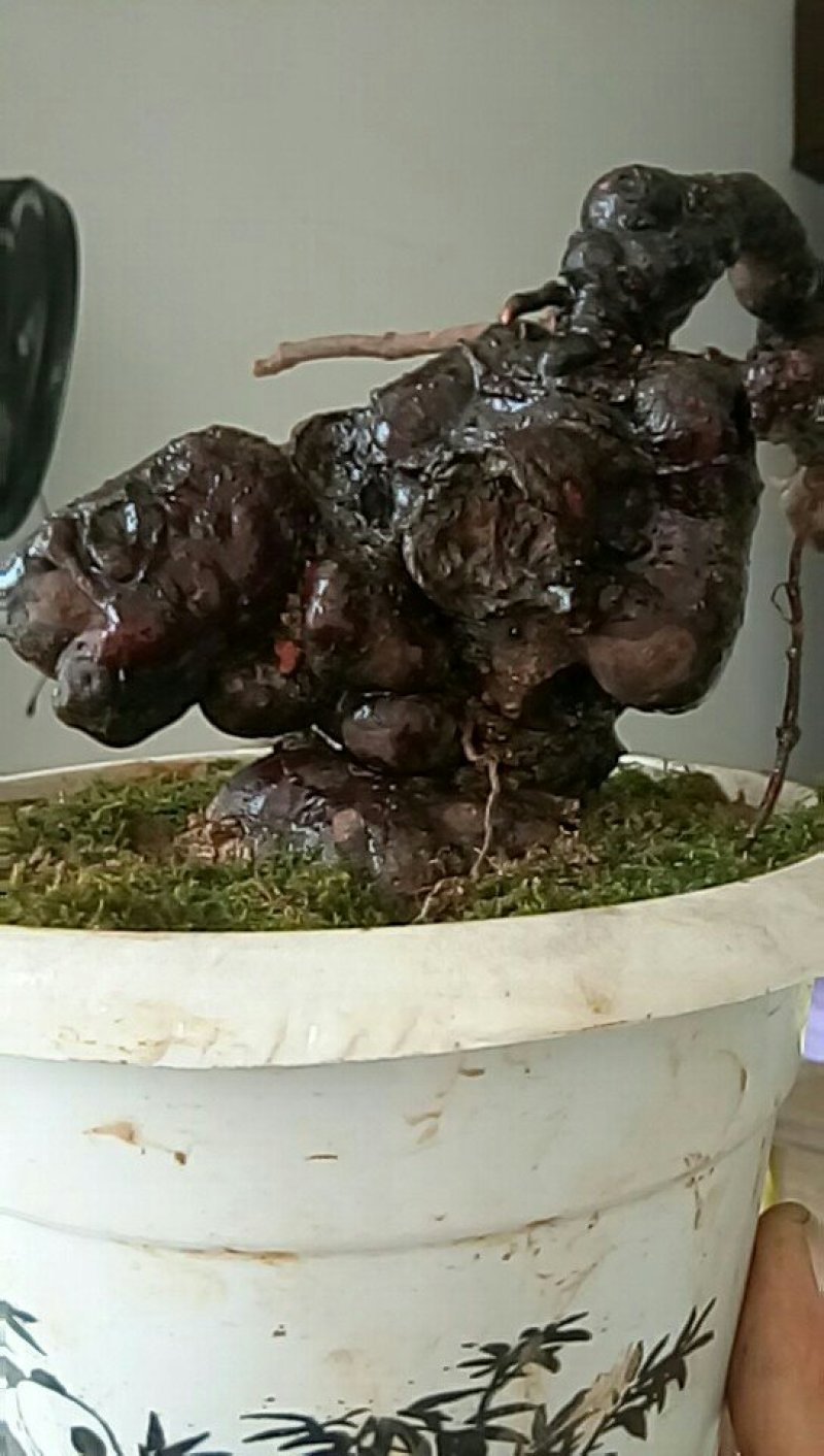 纯野生何首乌盆栽